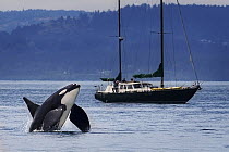 Orca (Orcinus orca) breaching near sailboat, San Juan Islands, Washington