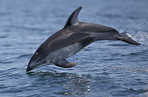 Pacific White-sided Dolphin (Lagenorhynchus obliquidens) leaping, Monterey Bay, California
