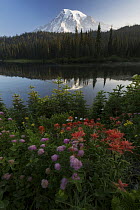 Mountain reflected in lake with flowers, Reflection Lake, Mount Rainier National Park, Washington