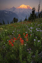 Paintbrush (Castilleja sp) flowers at sunrise, Mount Rainier National Park, Washington