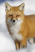Red Fox (Vulpes vulpes) in winter, Grand Teton National Park, Wyoming
