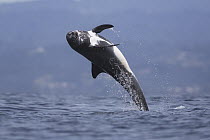 Risso's Dolphin (Grampus griseus) jumping, Monterey Bay, California