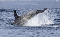 Risso's Dolphin (Grampus griseus) tail slapping, Monterey Bay, California