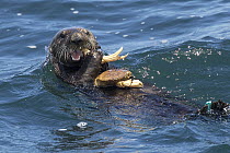 Sea Otter (Enhydra lutris) feeding on Dungeness Crab (Cancer magister), Monterey Bay, California