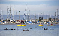 Sea Otter (Enhydra lutris) group and kayakers, Moss Landing, California