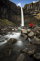 Hiker near waterfall and basalt columns, Svartifoss Waterfall, Skaftafell National Park, Iceland
