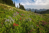 Wildflowers and mountains, Tatoosh Range, Mount Rainier National Park, Washington