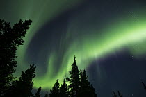 Northern lights, Teklanika River, Denali National Park, Alaska