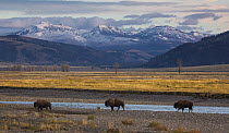 American Bison (Bison bison) trio in valley, Lamar River, Lamar Valley, Yellowstone National Park, Wyoming