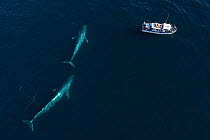 Blue Whale (Balaenoptera musculus) pair and whale watching boat, Monterey Bay, California