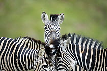 Burchell's Zebra (Equus burchellii) trio nuzzling, Itala Game Reserve, South Africa