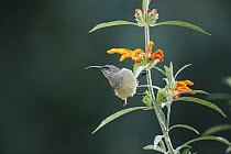 Greater Double-collared Sunbird (Nectarinia afra) female, Garden Route National Park, South Africa