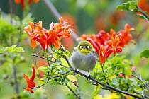 Cape White-eye (Zosterops capensis) on Cape Honeysuckle (Tecomaria capensis), Garden Route National Park, South Africa