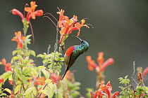 Greater Double-collared Sunbird (Nectarinia afra) male, Garden Route National Park, South Africa