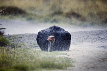 Ostrich (Struthio camelus) male in rainfall, Mountain Zebra National Park, South Africa