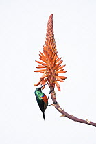 Greater Double-collared Sunbird (Nectarinia afra) male feeding on Aloe (Aloe sp) flower nectar, Garden Route National Park, South Africa