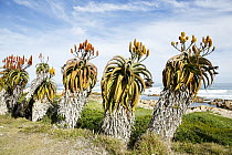 Aloe (Aloe sp) plants, Garden Route National Park, South Africa