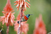 Greater Double-collared Sunbird (Nectarinia afra) male, Garden Route National Park, South Africa