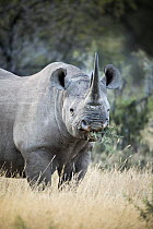 Black Rhinoceros (Diceros bicornis) female grazing, Mountain Zebra National Park, South Africa