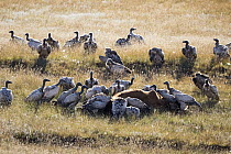 Cape Vulture (Gyps coprotheres) group feeding on Domestic Cattle (Bos taurus) carcass, Naude's Nek Pass, South Africa