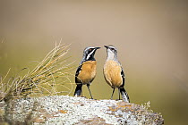 Orange-breasted Rockjumper (Chaetops aurantius) male and female, Naude's Nek Pass, South Africa