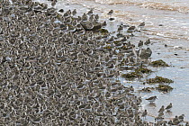 Semipalmated Sandpiper (Calidris pusilla) flock on beach, Bay of Fundy, New Brunswick, Canada