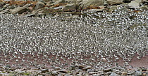 Semipalmated Sandpiper (Calidris pusilla) flock on beach, Bay of Fundy, New Brunswick, Canada