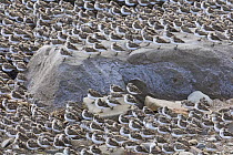 Semipalmated Sandpiper (Calidris pusilla) flock sleeping on beach, Bay of Fundy, New Brunswick, Canada
