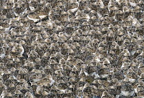 Semipalmated Sandpiper (Calidris pusilla) flock sleeping on beach, Bay of Fundy, New Brunswick, Canada