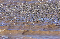 Semipalmated Sandpiper (Calidris pusilla) flock flying, Bay of Fundy, New Brunswick, Canada