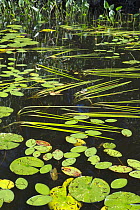 Watershield (Brasenia schreberi), Cattail (Sparganium sp), and Broadleaf Arrowhead (Sagittaria latifolia), Black Lake, Wisconsin