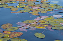Watershield (Brasenia schreberi) leaves in autumn, Black Lake, Wisconsin