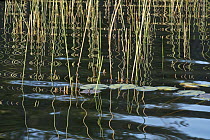 Reeds reflected in water, Black Lake, Wisconsin