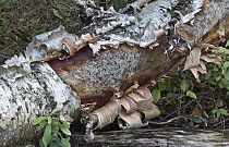 Paper Birch (Betula papyrifera) trunk with peeling bark, Prelate Lake, Ontario, Canada
