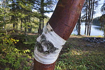 Paper Birch (Betula papyrifera) trunk with peeled bark, Snowfall Lake, Ontarion, Canada