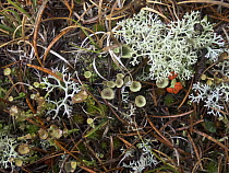 Reindeer Moss (Cladonia rangiferina), lichen, moss, and dry grass stems, Ontario, Canada