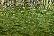 Reeds reflected in water, Kabetogama Lake, Voyageurs National Park, Minnesota