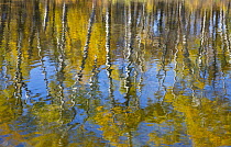 Paper Birch (Betula papyrifera) trees reflected in water, Hooker Lake, North Dakota