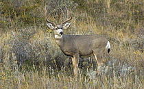 Mule Deer (Odocoileus hemionus) buck, Theodore Roosevelt National Park, North Dakota