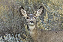 Mule Deer (Odocoileus hemionus) doe, Theodore Roosevelt National Park, North Dakota