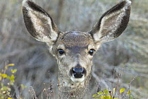 Mule Deer (Odocoileus hemionus) doe, Theodore Roosevelt National Park, North Dakota