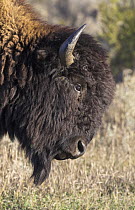 American Bison (Bison bison) sub-adult bull, Theodore Roosevelt National Park, North Dakota