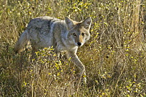 Coyote (Canis latrans) juvenile, Theodore Roosevelt National Park, North Dakota