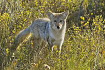 Coyote (Canis latrans) juvenile, Theodore Roosevelt National Park, North Dakota