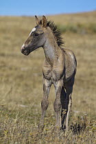 Mustang (Equus caballus) foal, Oshoto, Wyoming