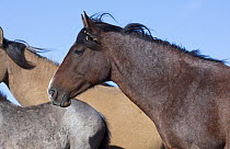 Mustang (Equus caballus) stallion near herd, Oshoto, Wyoming