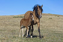 Mustang (Equus caballus) mother and foal, Oshoto, Wyoming