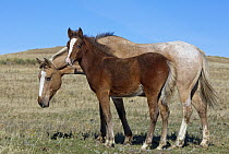 Mustang (Equus caballus) mother and foal, Oshoto, Wyoming