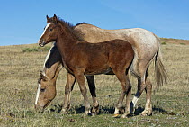 Mustang (Equus caballus) mother grazing with foal, Oshoto, Wyoming