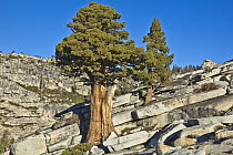 Jeffrey Pine (Pinus jeffreyi) trees and granite, Olmsted Point, Yosemite National Park, California